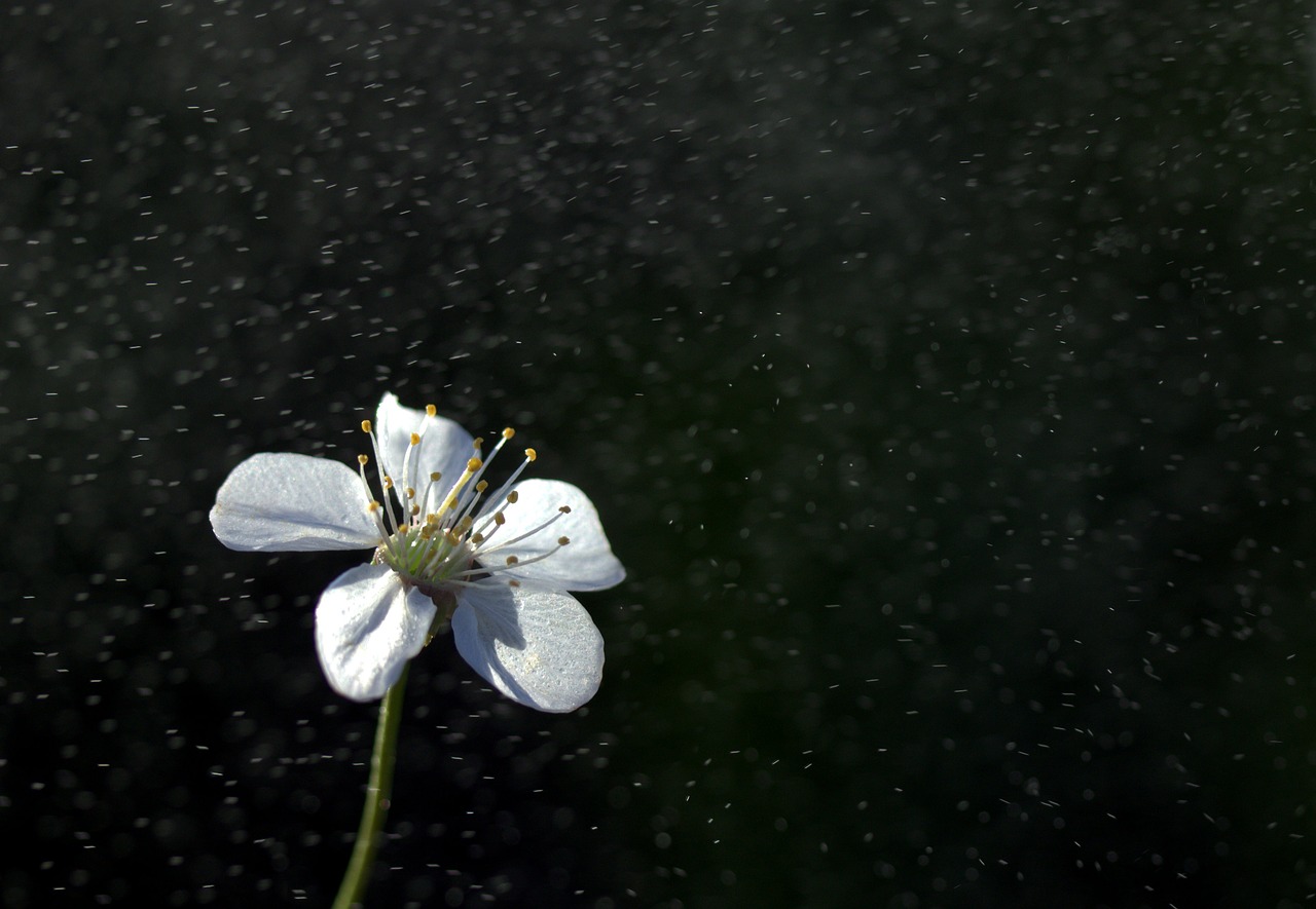 flower white rain free photo