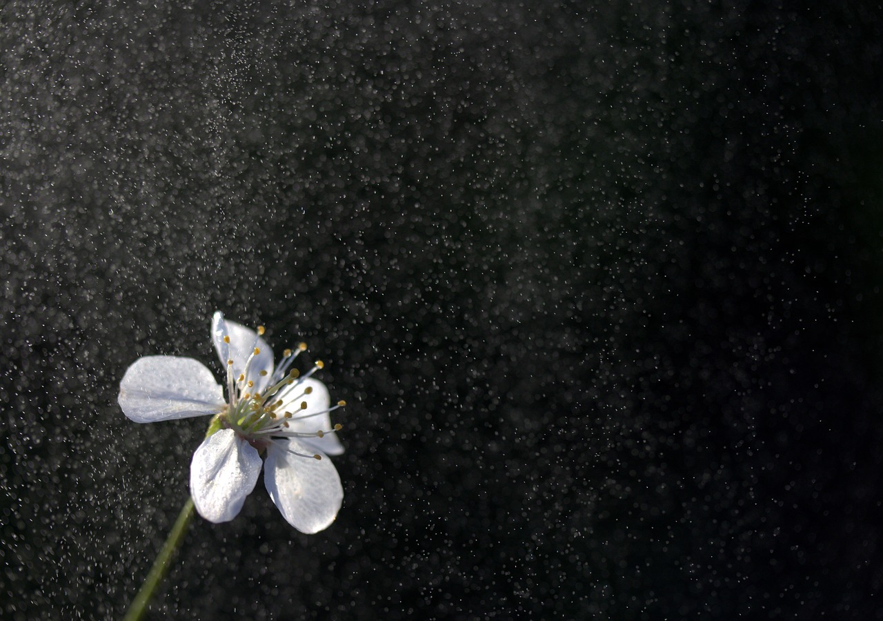 flower white rain free photo