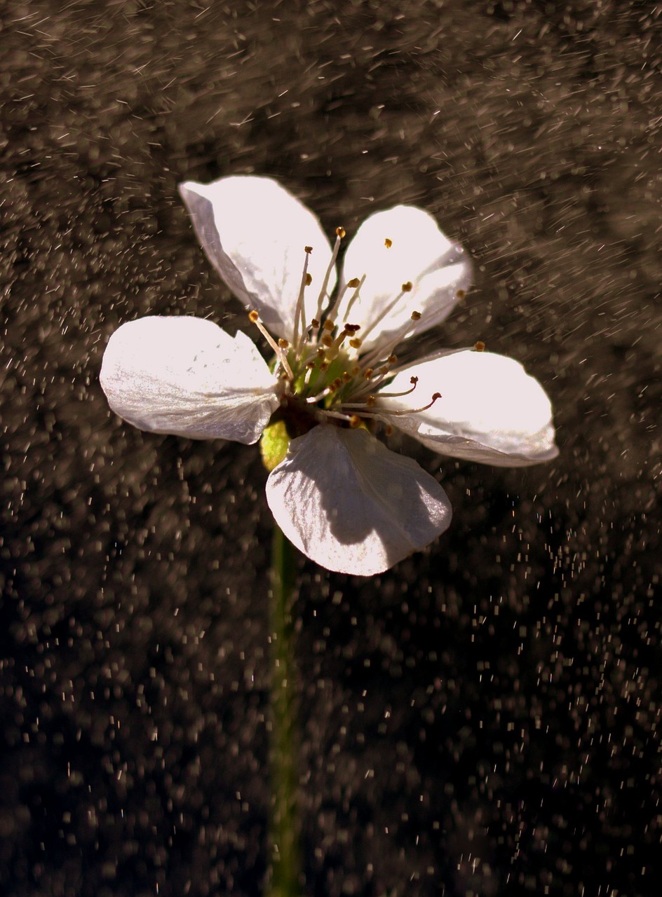 flower white rain free photo