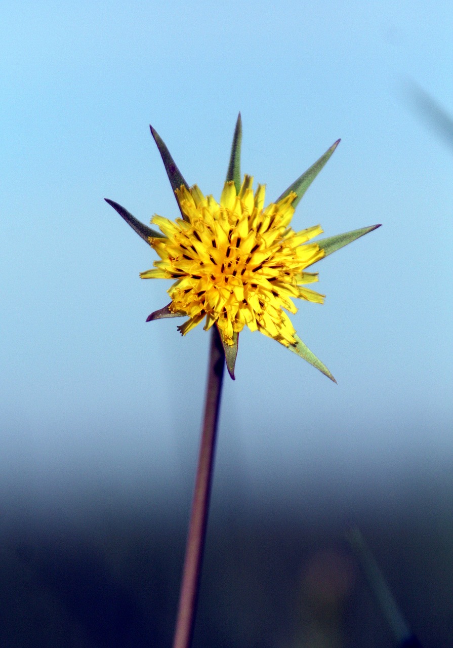 flower yellow sky free photo