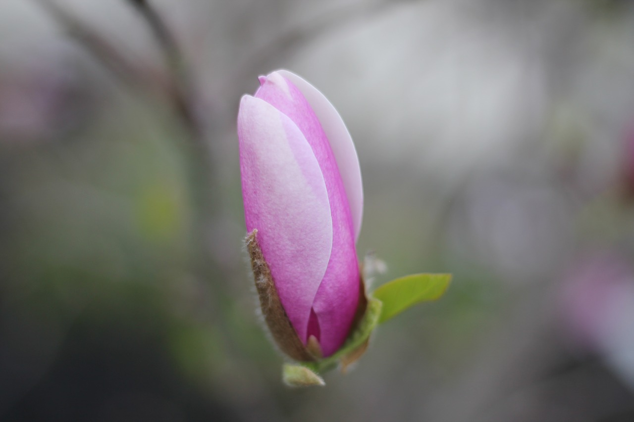 flower nature pink free photo