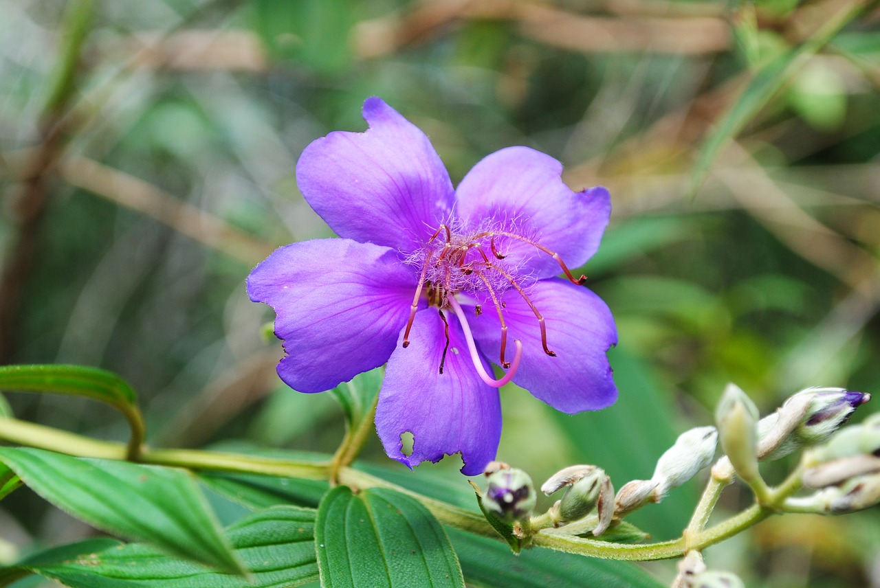 flower macro purple free photo