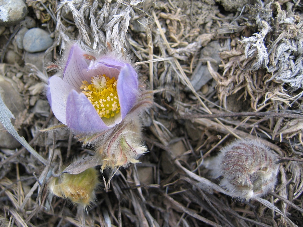 flower prairie nature free photo