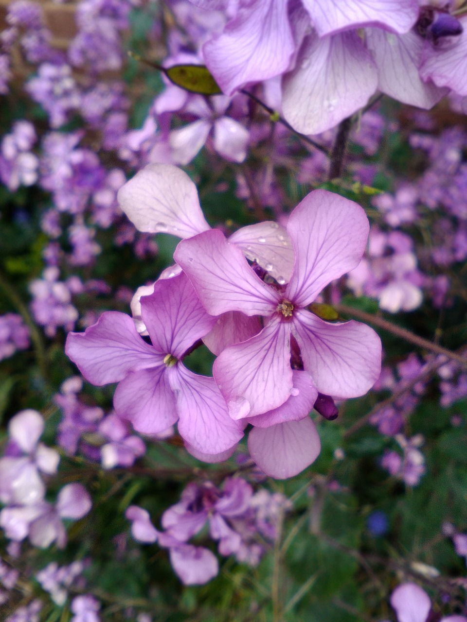 flower purple nature free photo