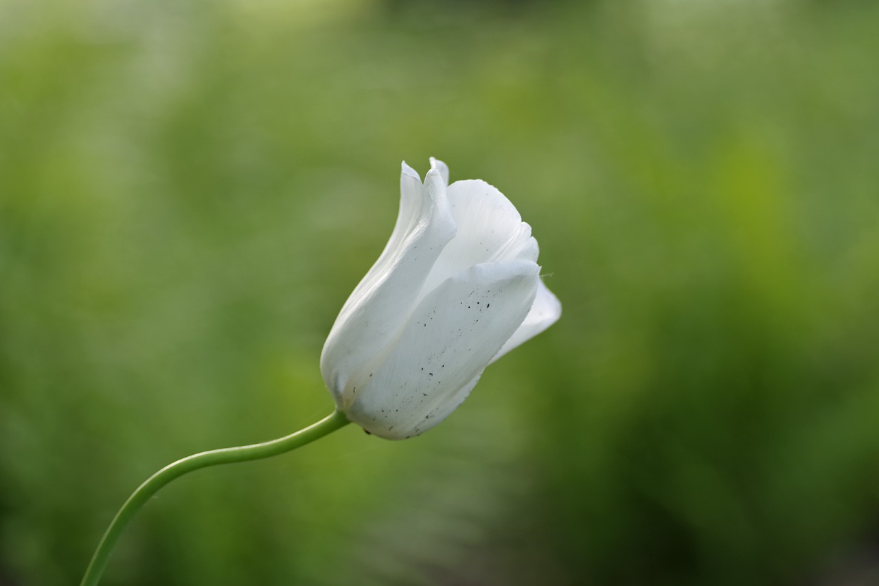 flower white tulip free photo