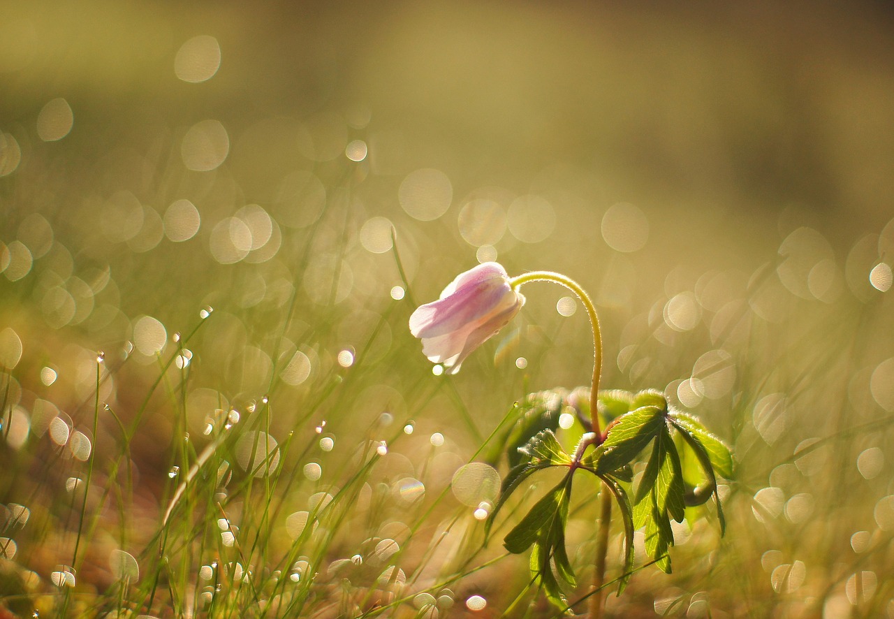 flower spring meadow free photo