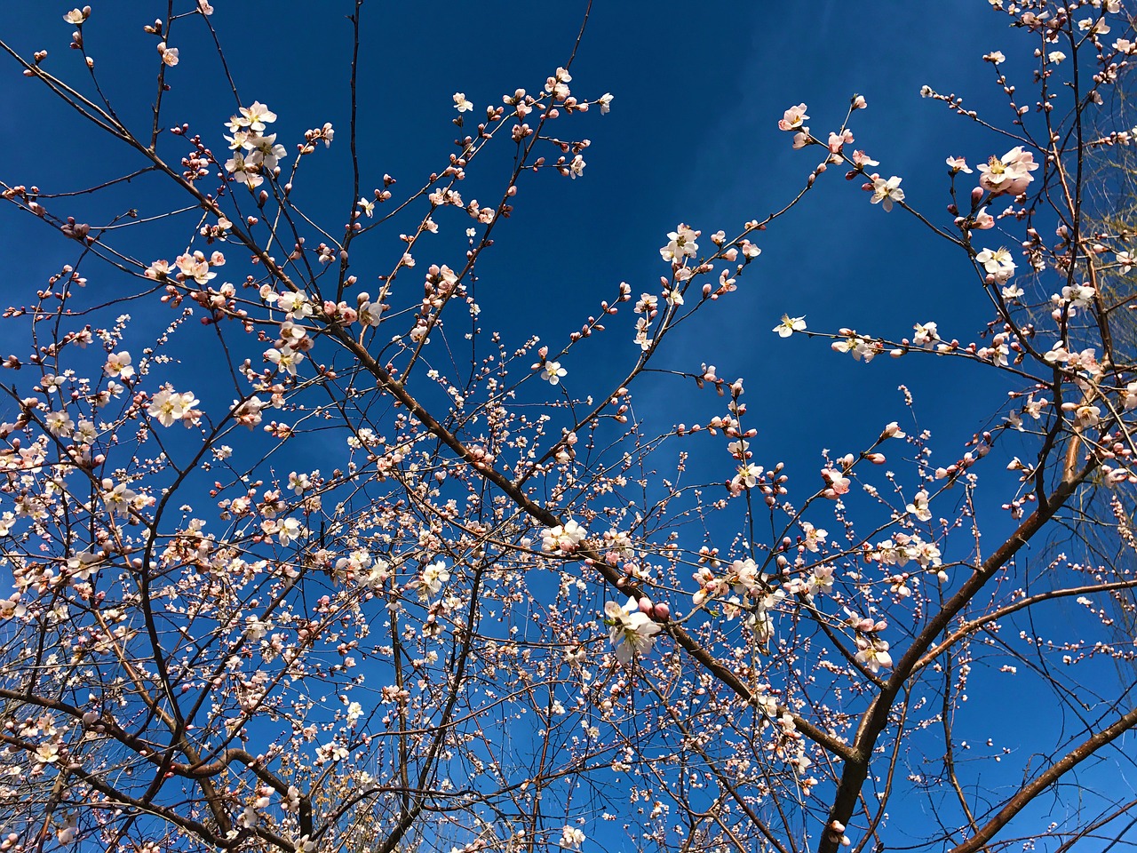 flower sky hongluoshi free photo