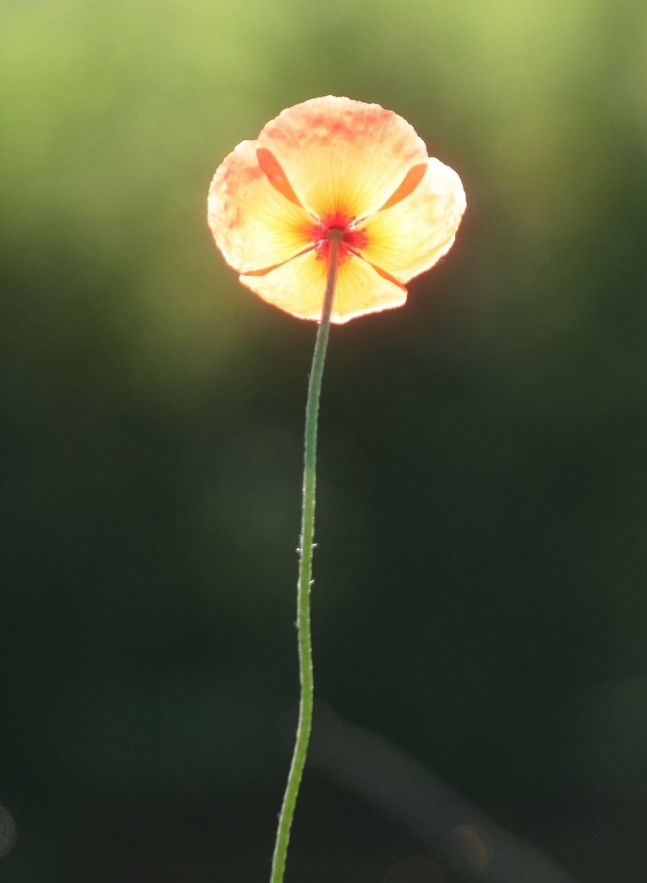 flower rod poppies free photo