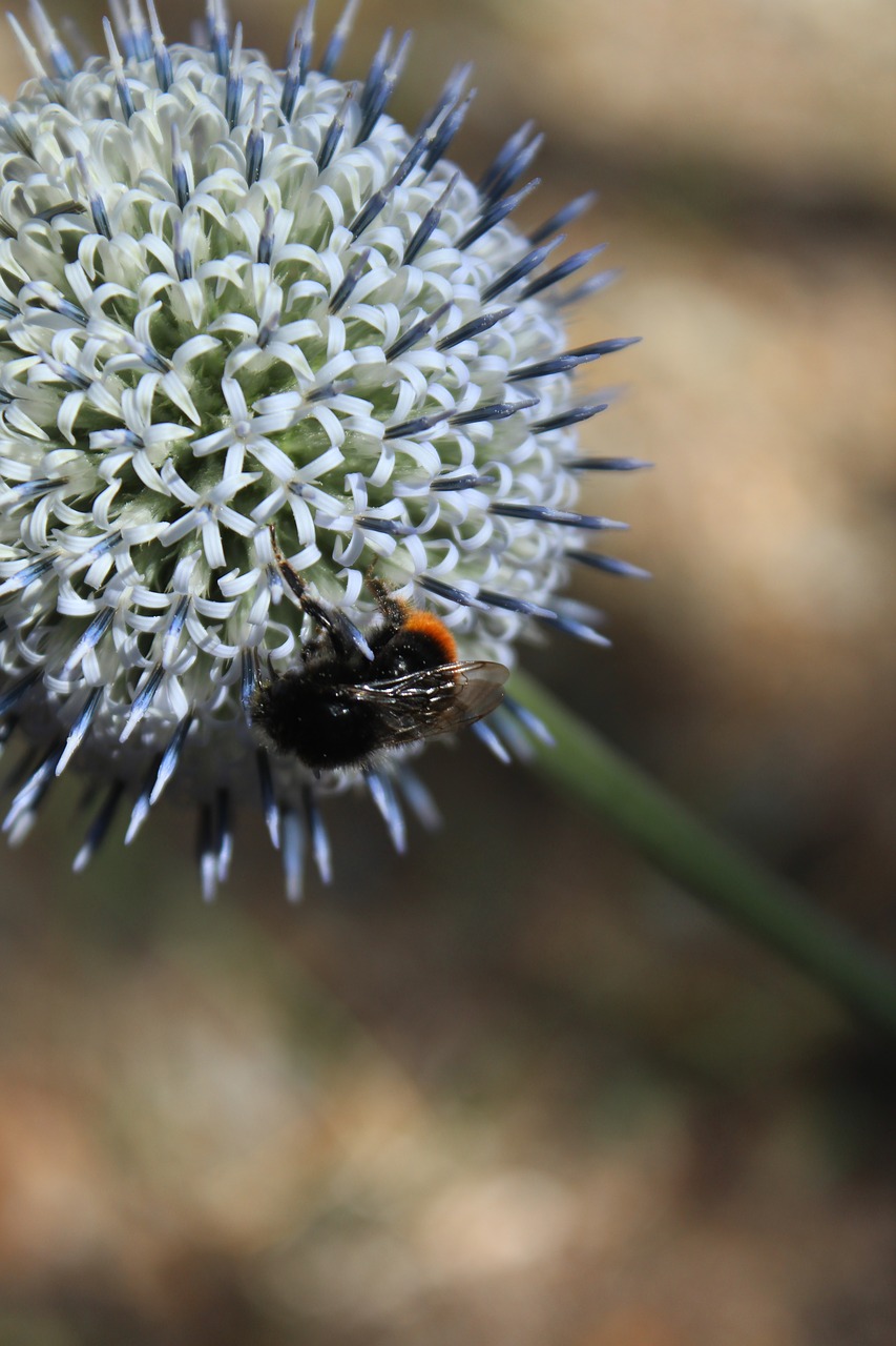 flower animal bee free photo