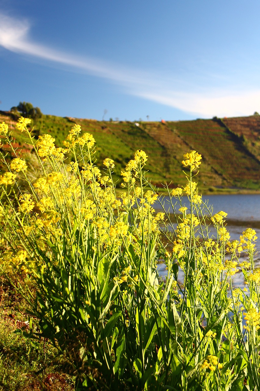 flower lake dieng free photo