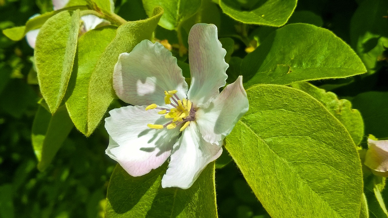 flower bush spring free photo