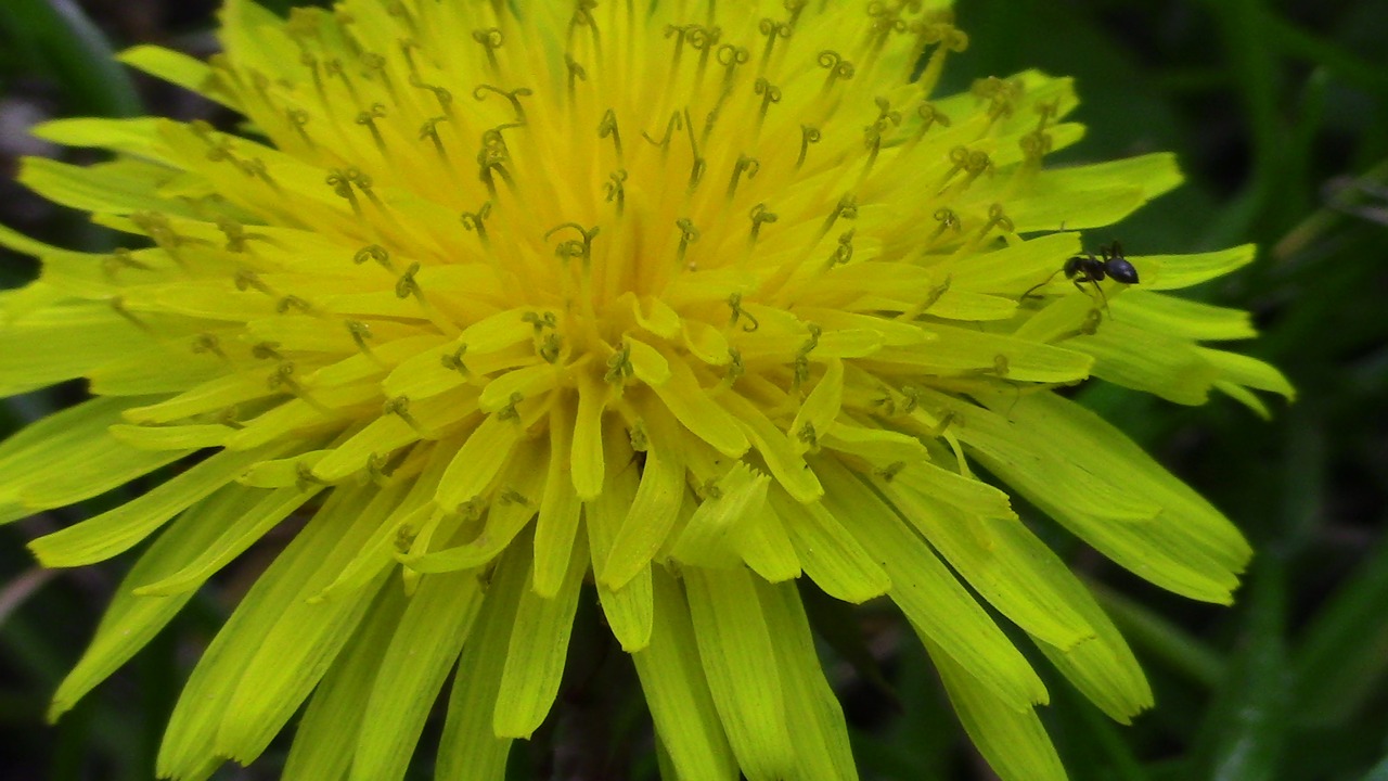 flower yellow natural free photo