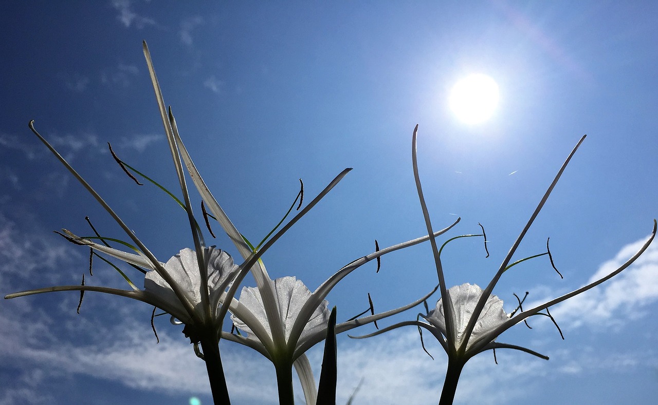 flower sky blue free photo