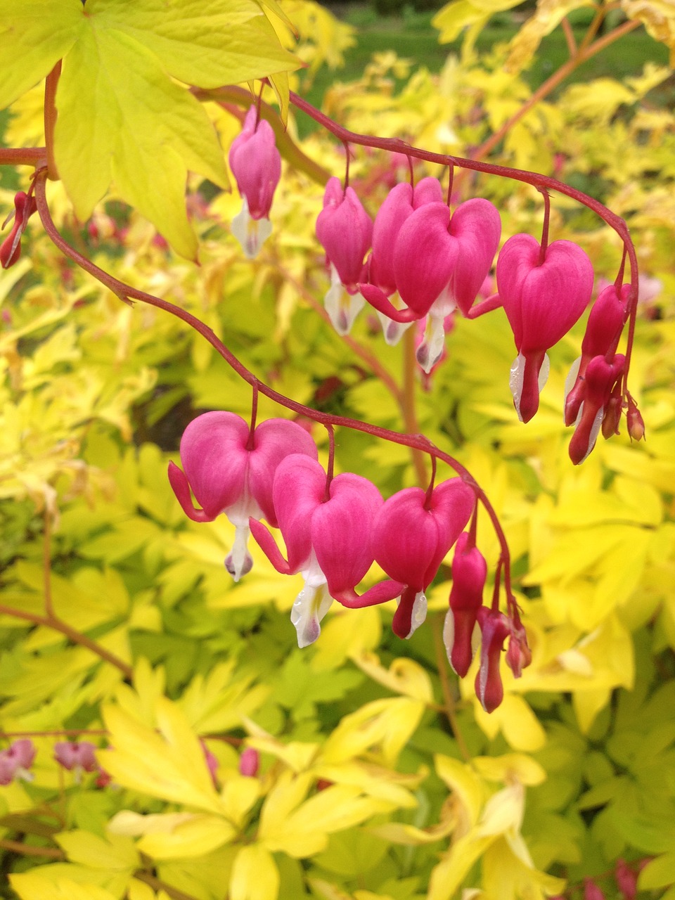 flower leaves yellow free photo