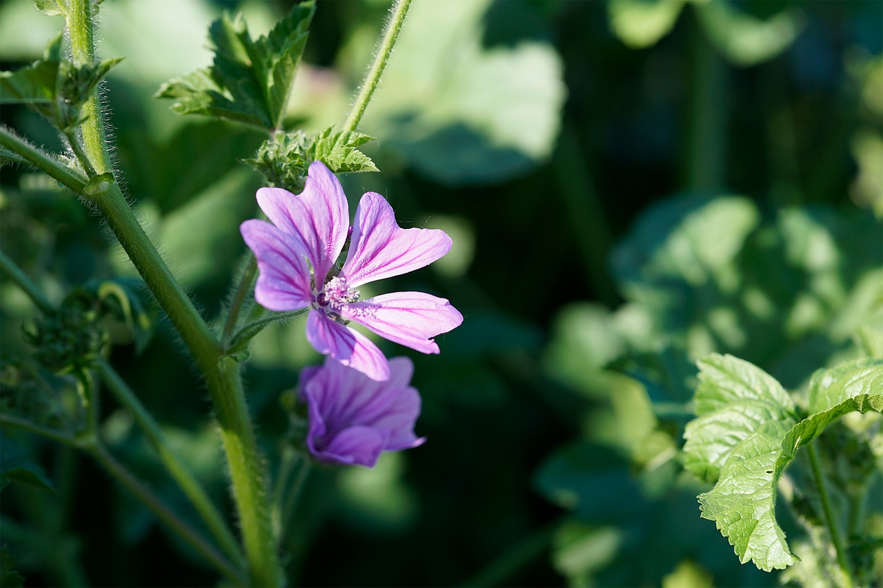 flower nature light free photo