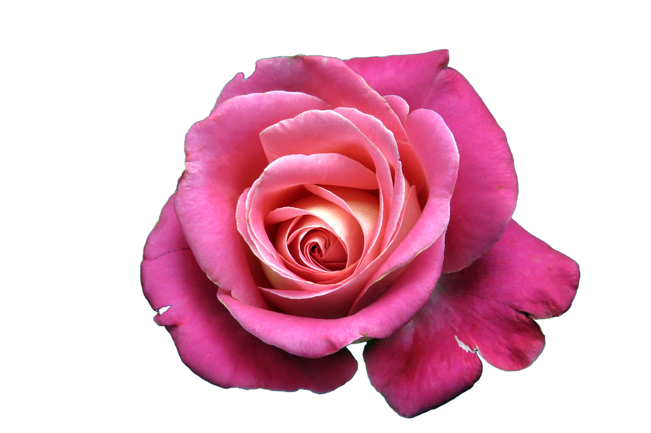 flower rose isolated free photo