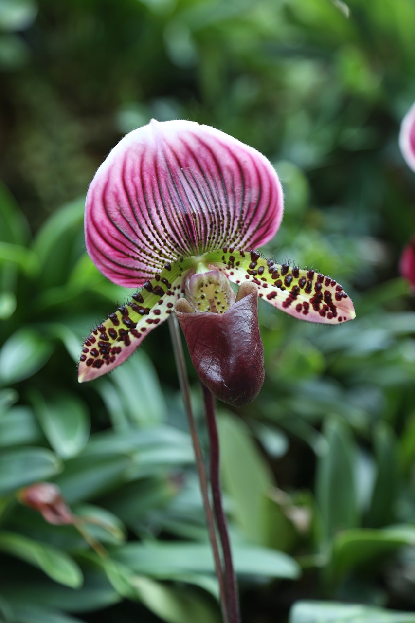 flower pitcher plant nature free photo