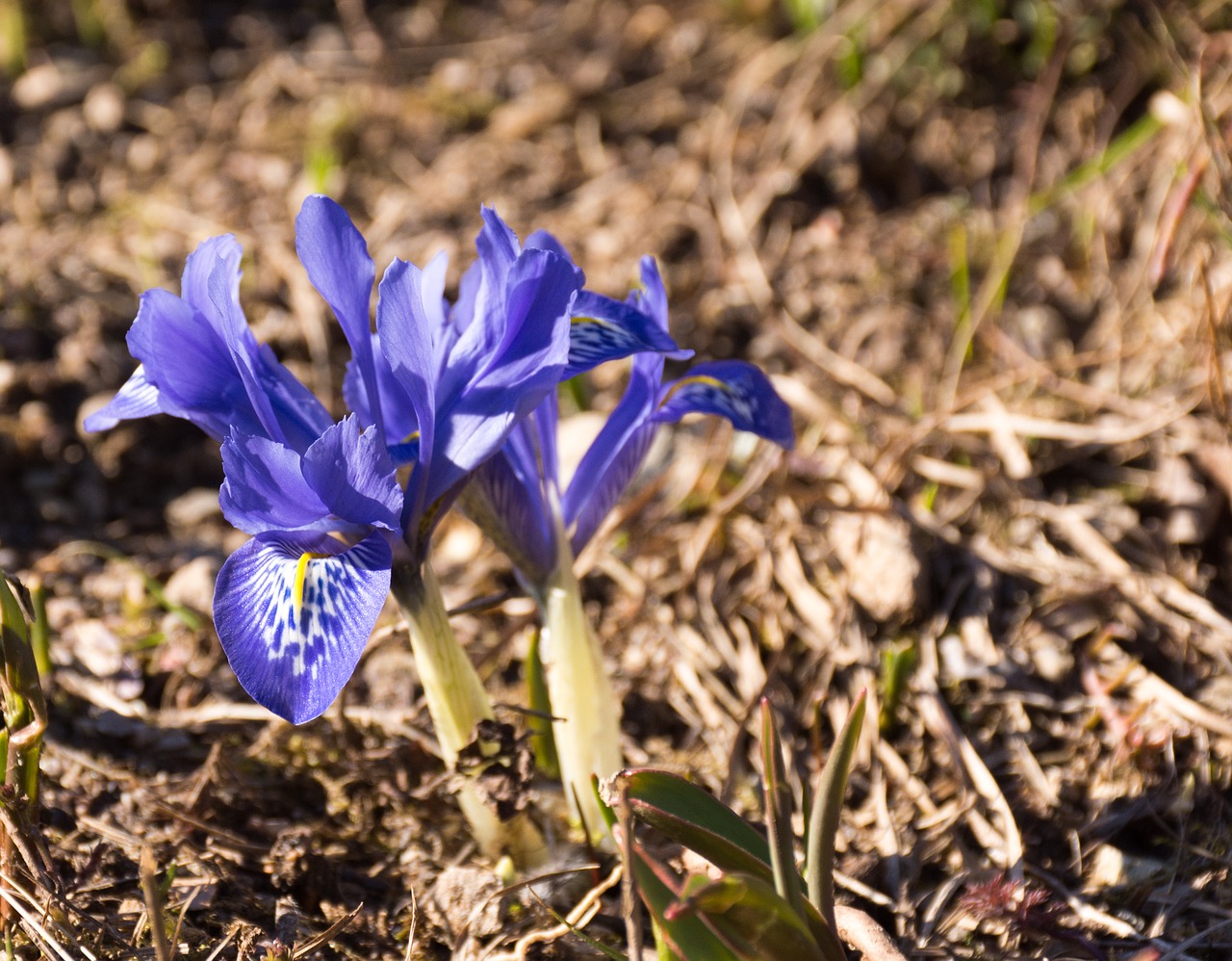 flower blue close free photo