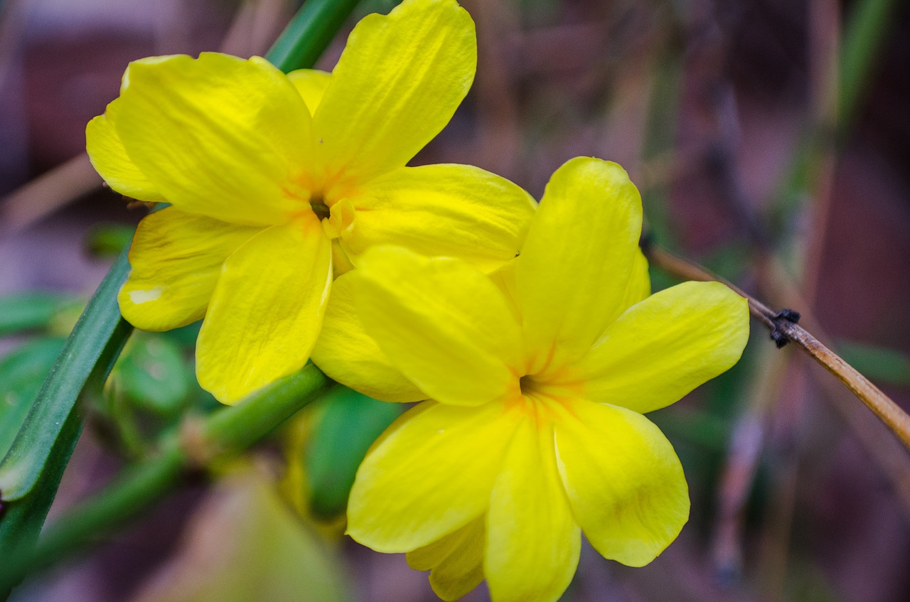 flower flowers yellow free photo