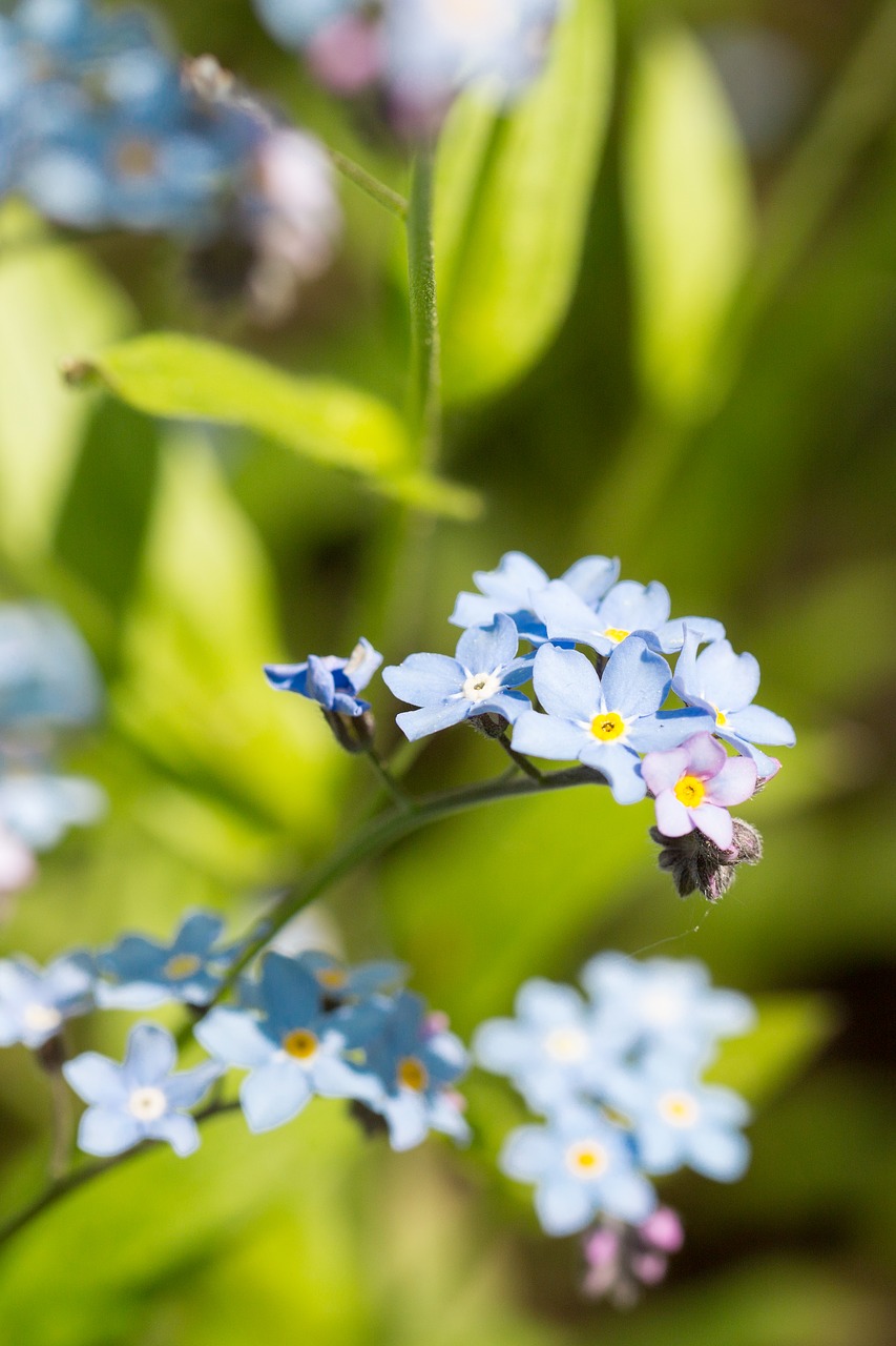 flower blue forget me not free photo