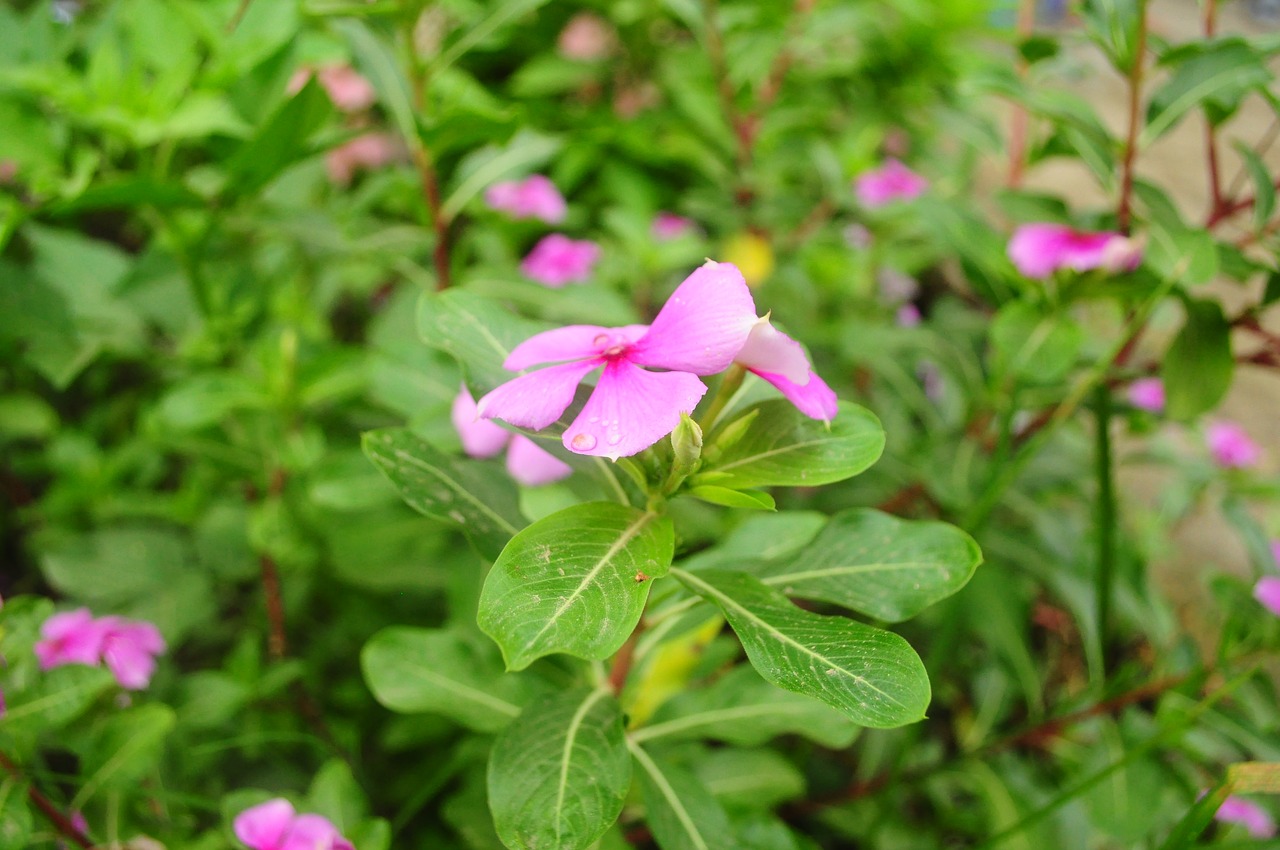 flower vietnam binhthuan free photo