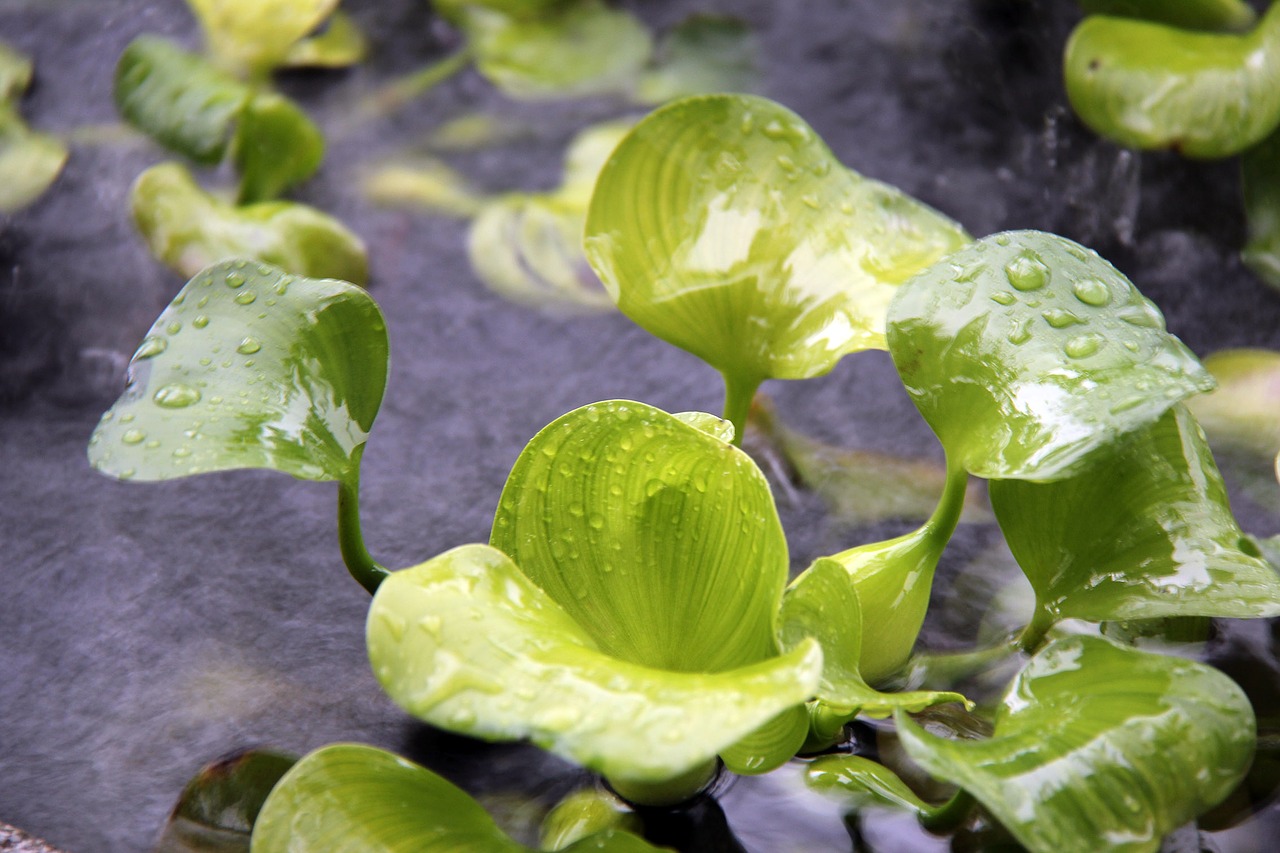 Растения влажных. Капуста любит воду и дождь. Wet Flower pictures.