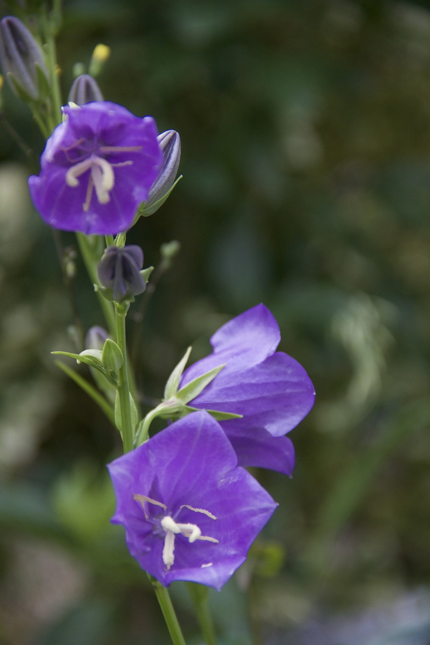 flower garden purple free photo