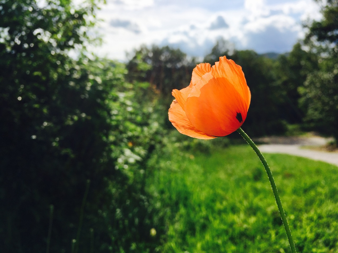 flower land travel free photo