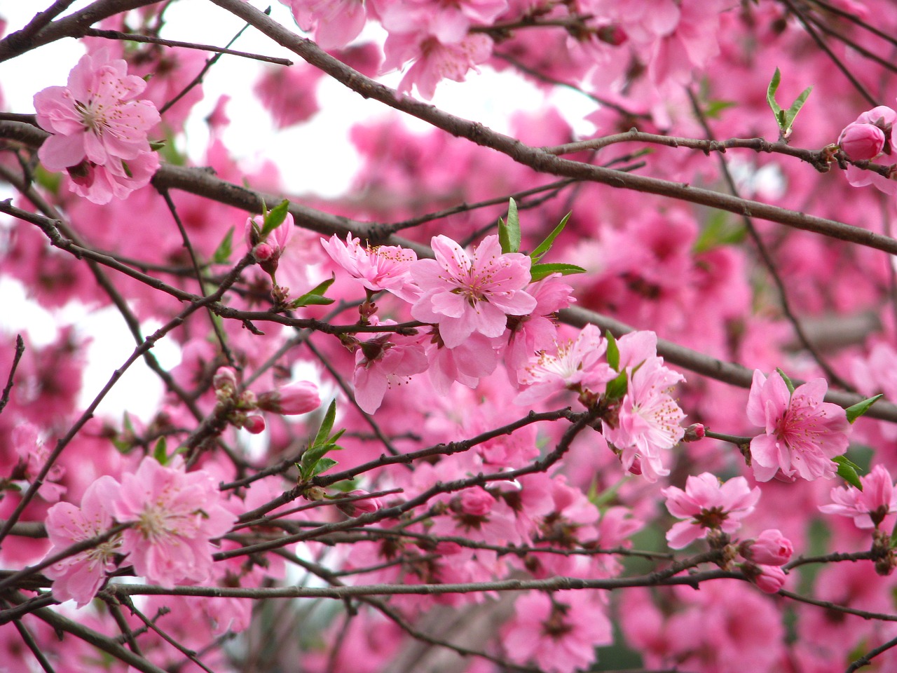 flower yuyuantan pink free photo