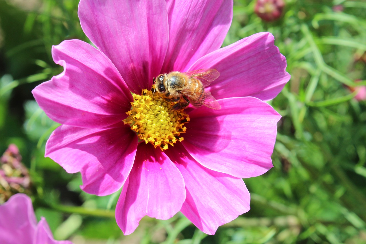 flower blossom bloom free photo