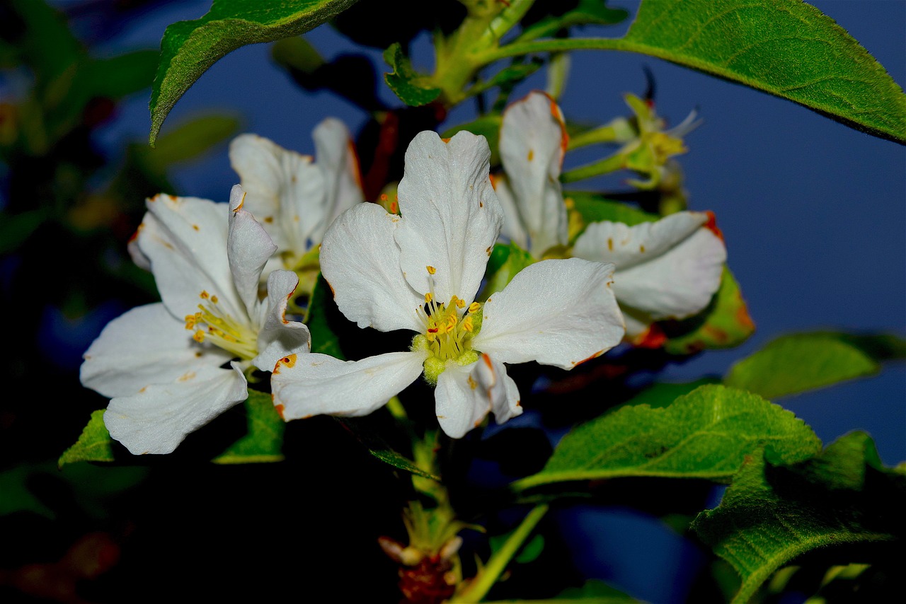 flower white color free photo