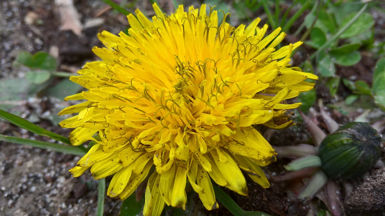 flower yellow garden free photo