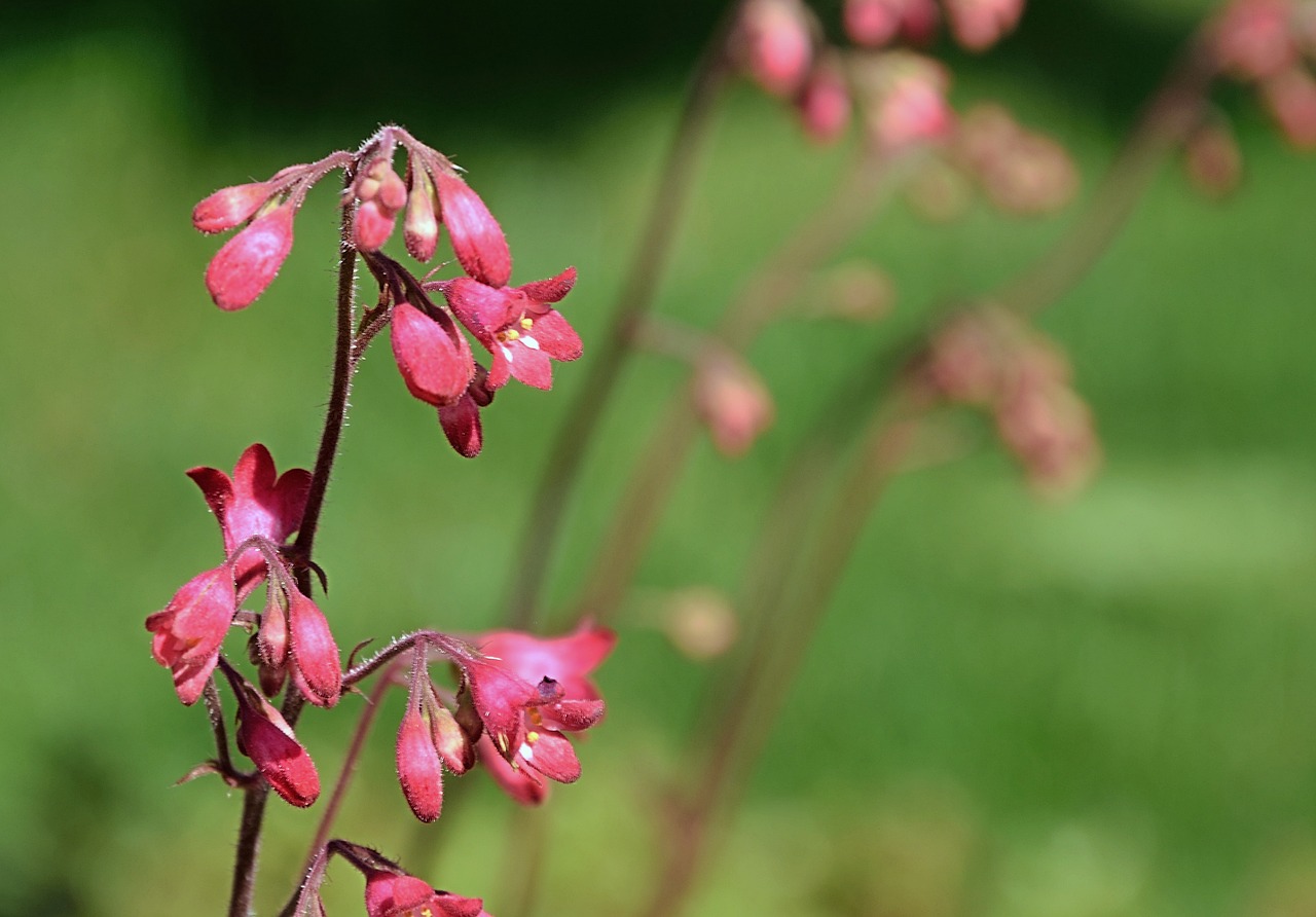 flower red spring free photo