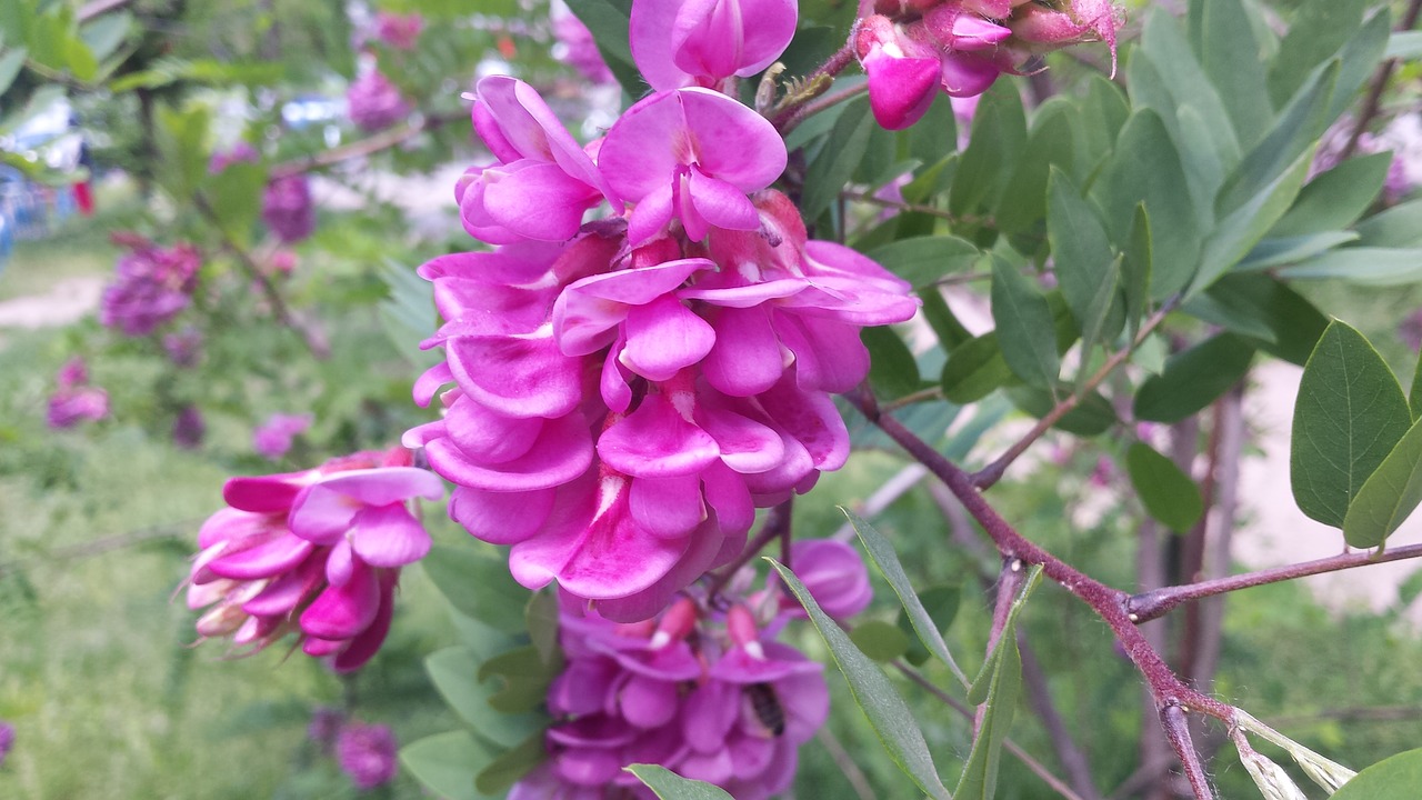 flower tree bush free photo