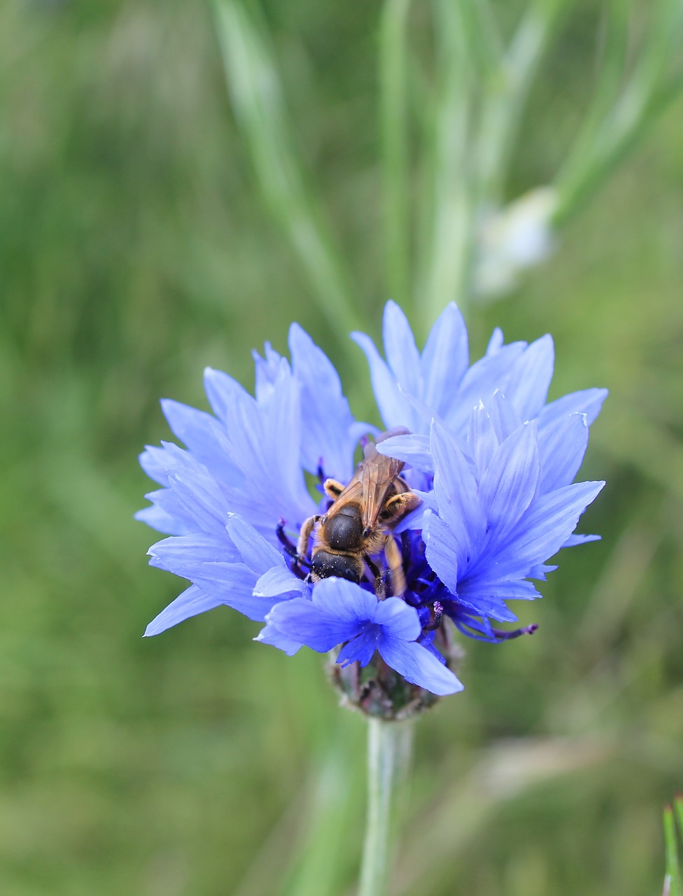 flower bee nature free photo