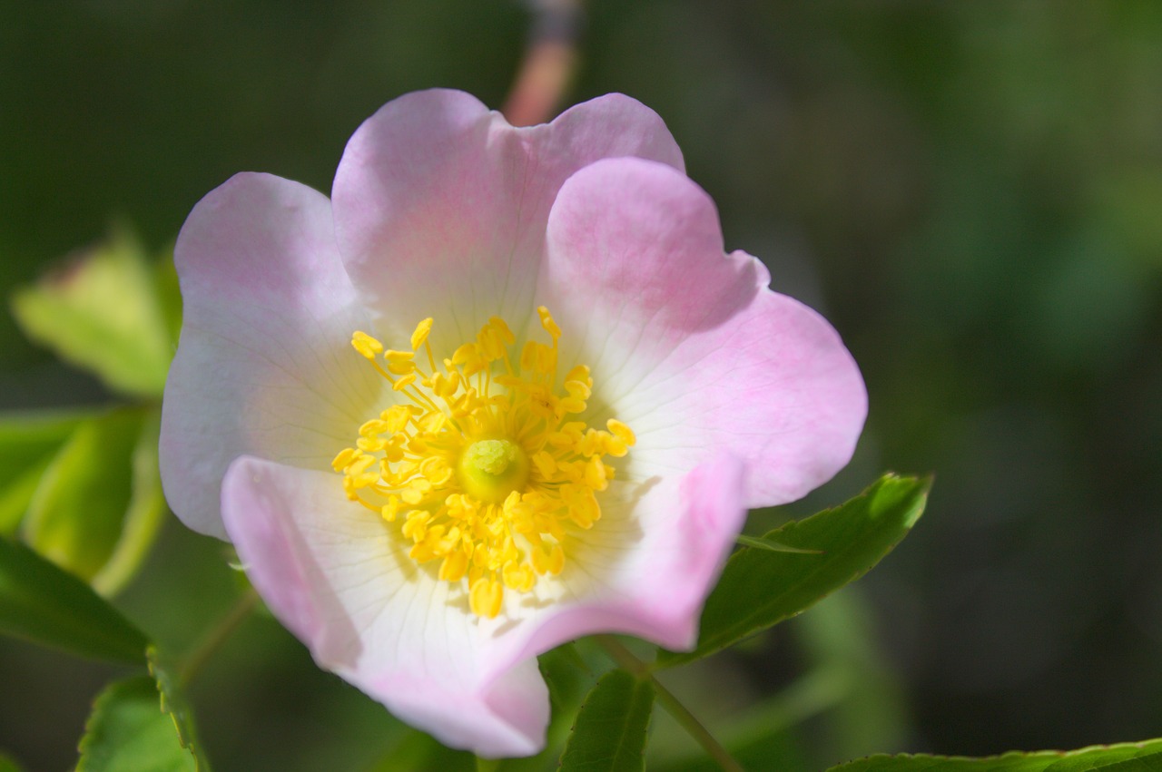 flower pink summer flowers free photo