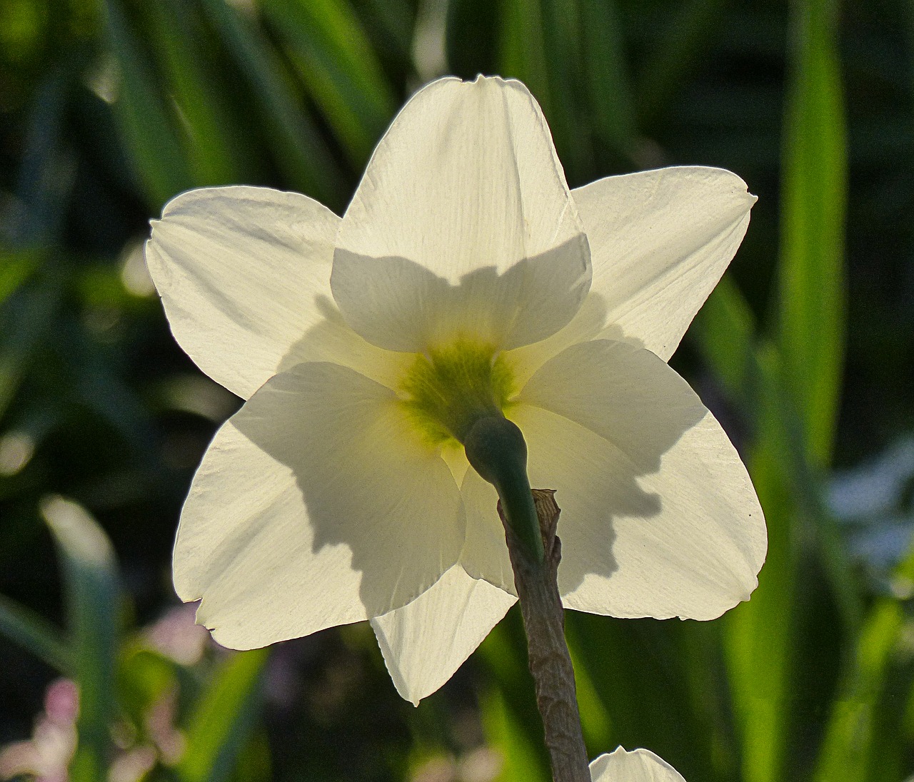 flower nature light free photo