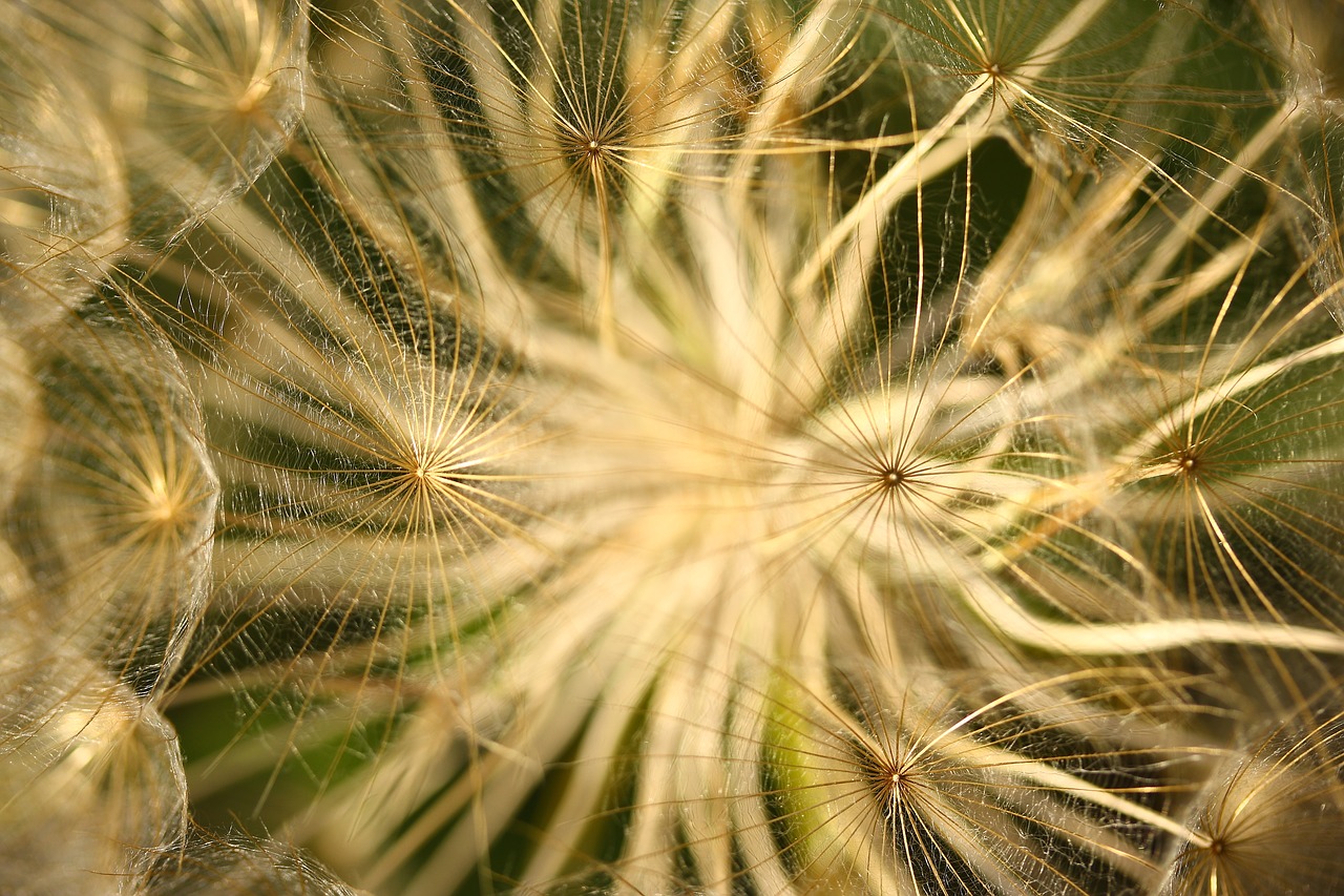 flower macro detail free photo