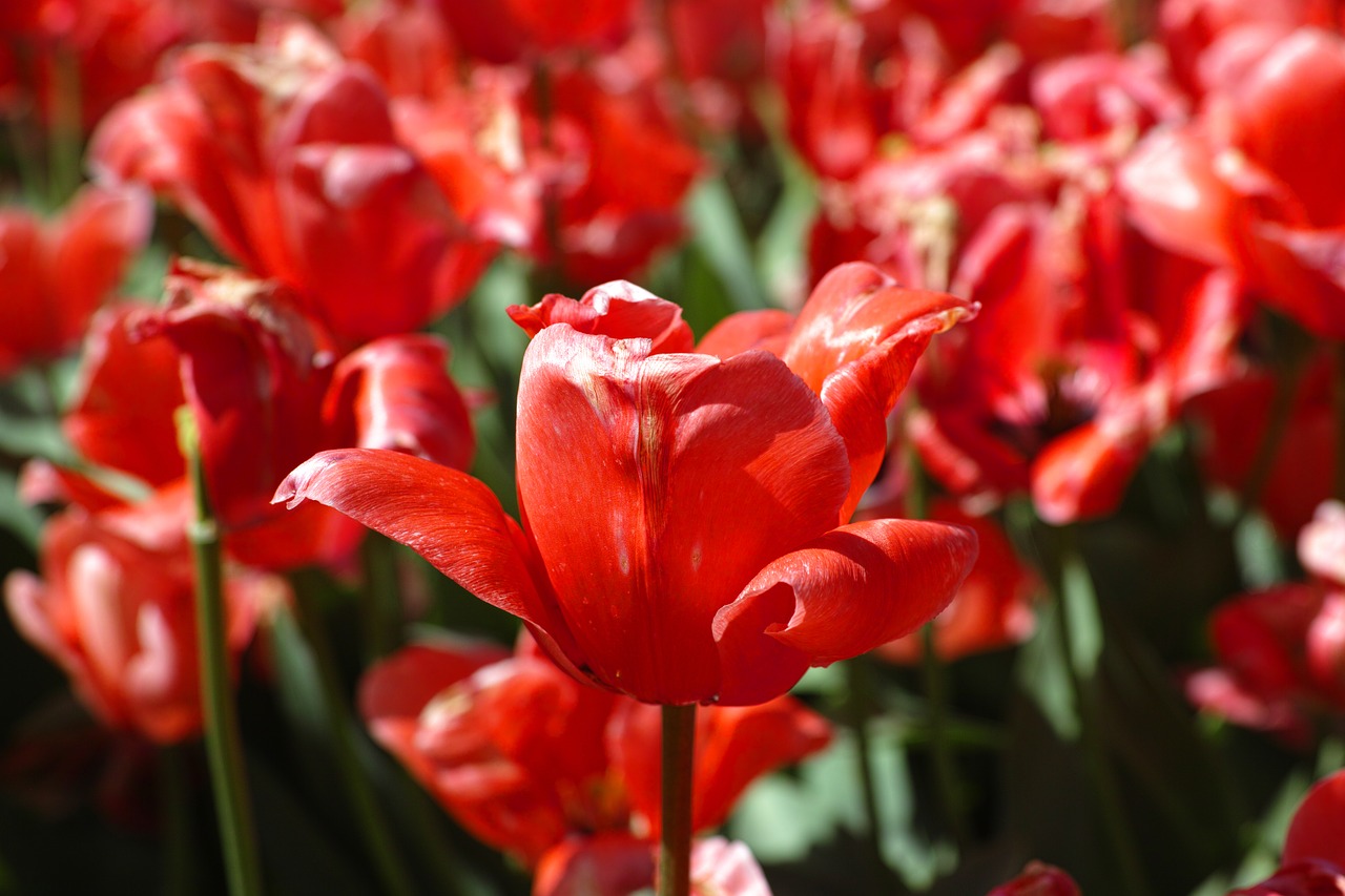 flower tulips beautiful free photo