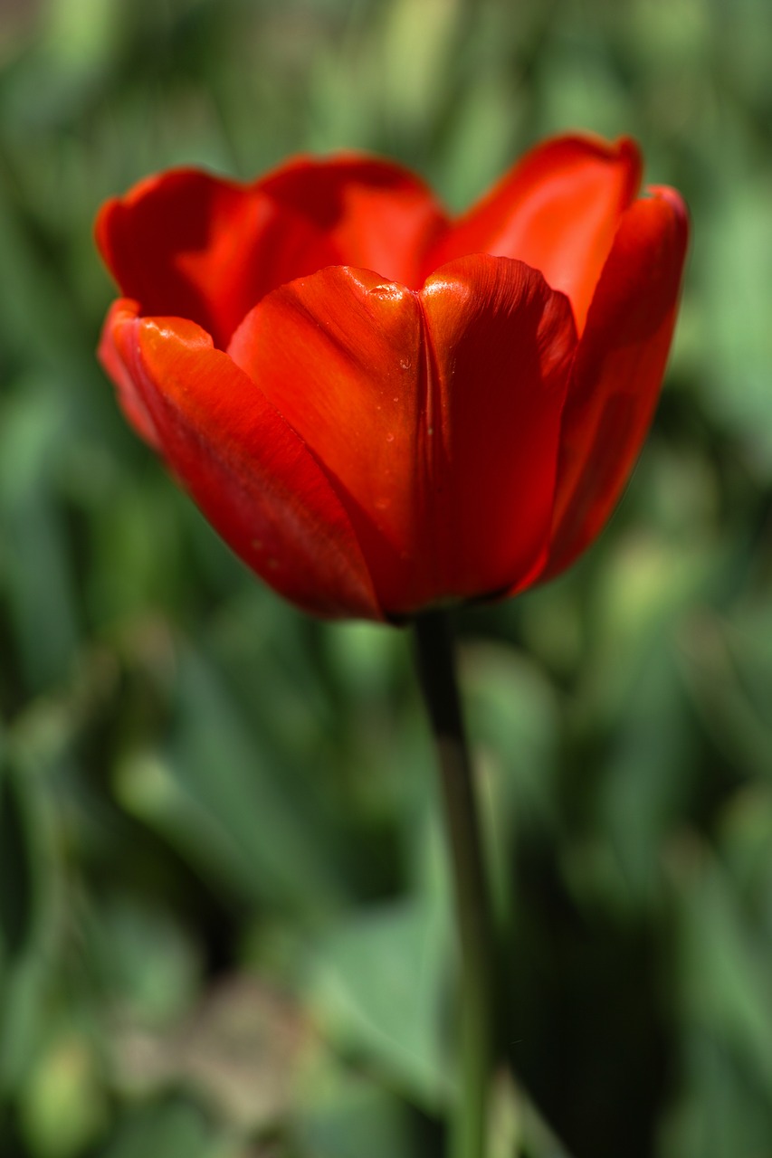 flower tulips beautiful free photo