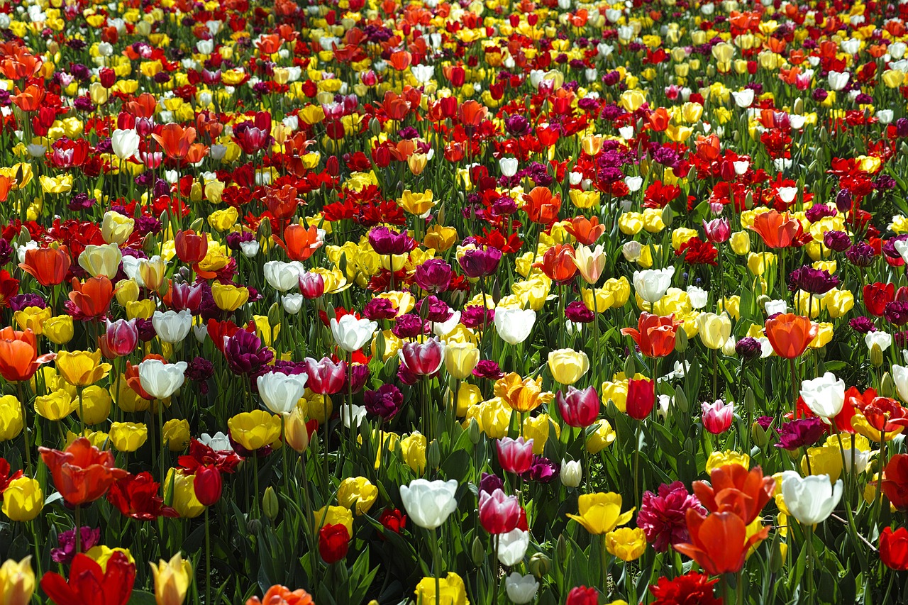 flower tulips beautiful free photo