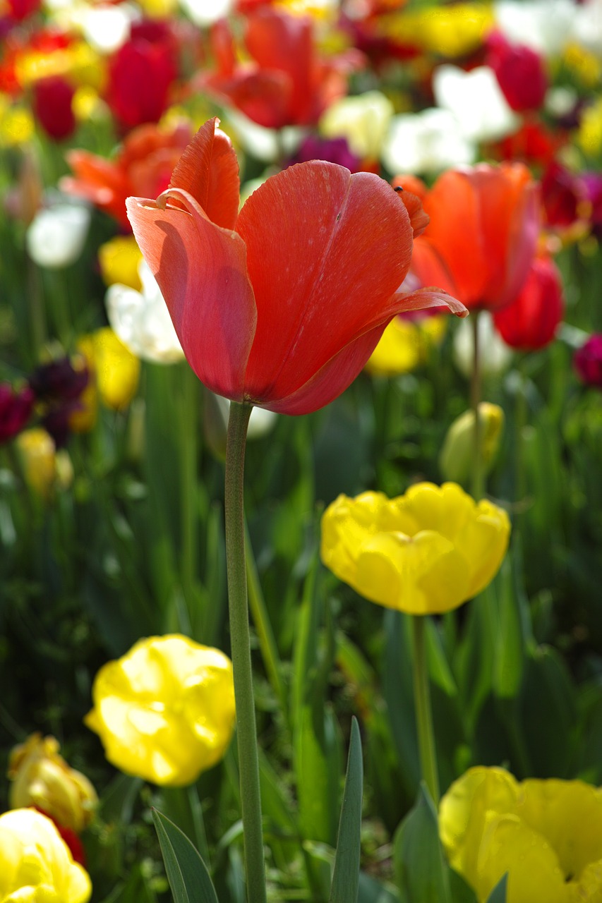 flower tulips beautiful free photo