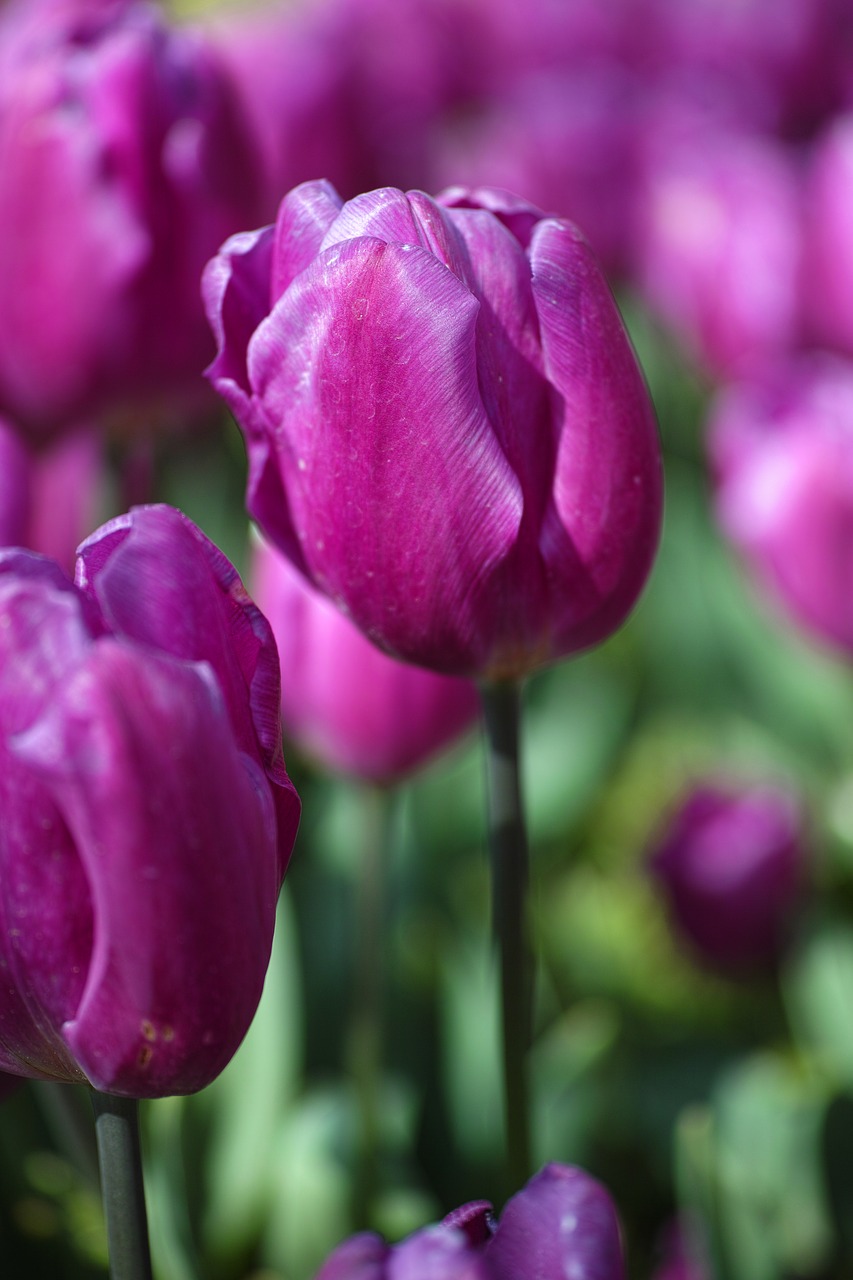 flower tulips beautiful free photo