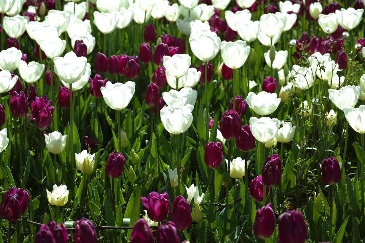 flower tulips beautiful free photo