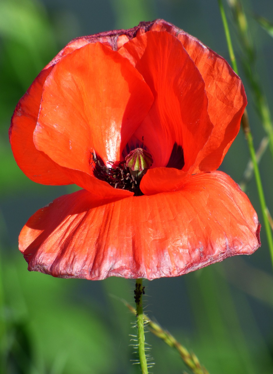 flower poppy red free photo