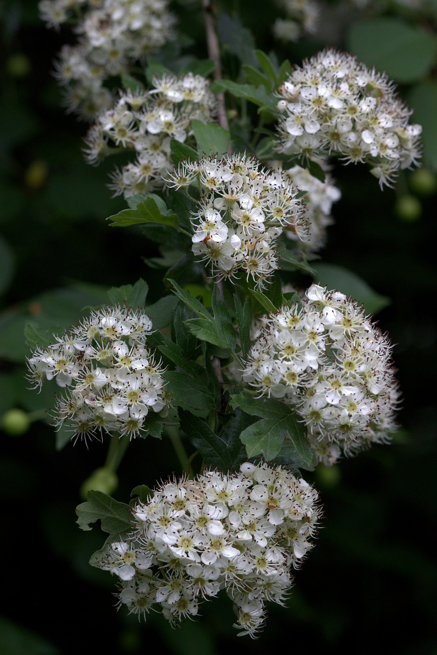 flower white spring free photo