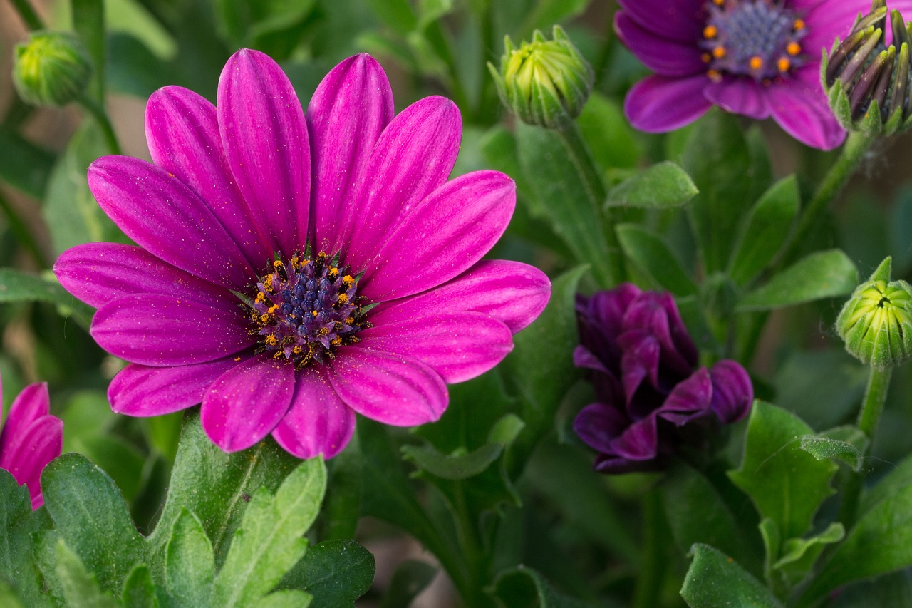 flower purple purple flower free photo