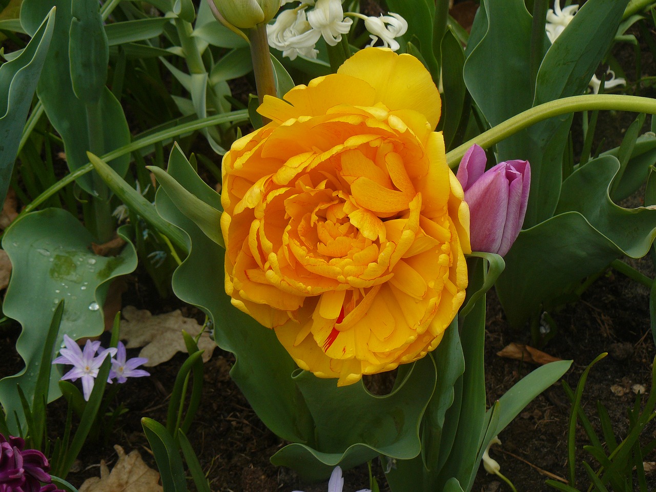 flower yellow flower spring free photo