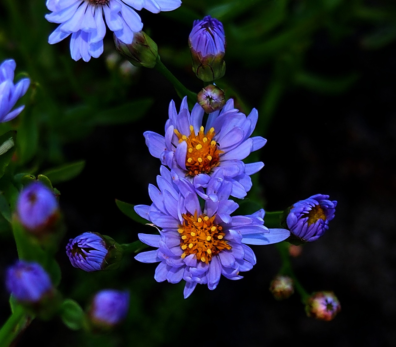 flower blue nature free photo