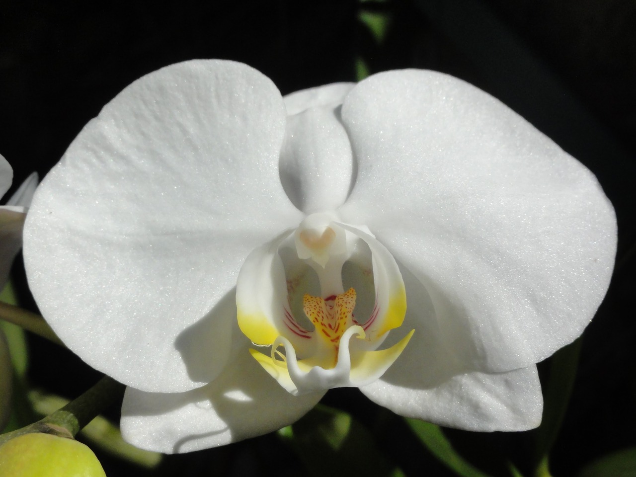 flower orchid phalaenopsis free photo